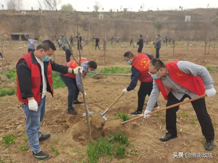 春到人间 绿化争先——华阴市委政法委开展义务植树活动（图）